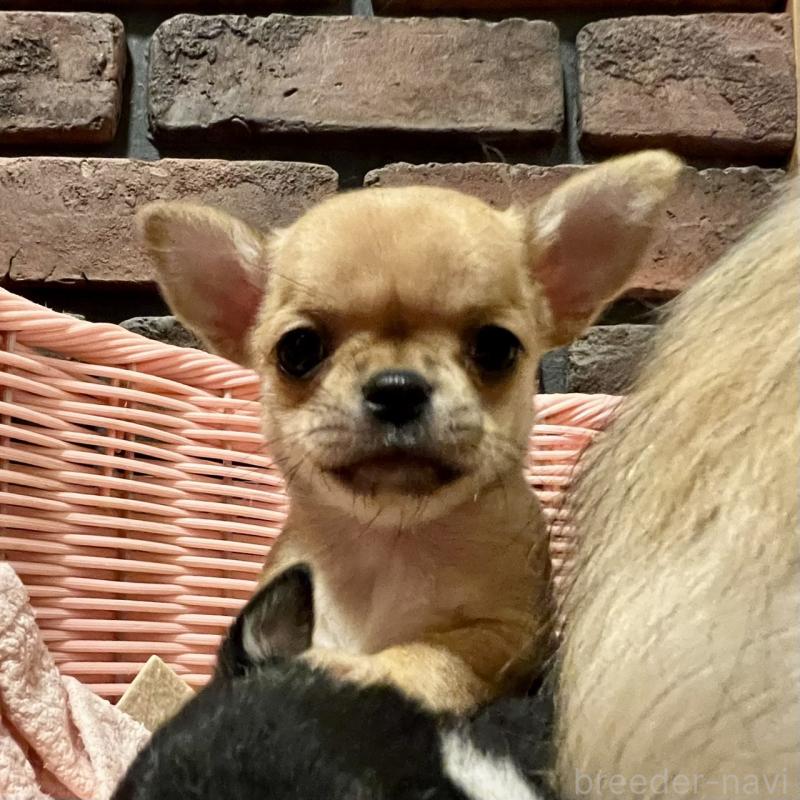 販売中の徳島県のチワワ(スムースコート)-441252