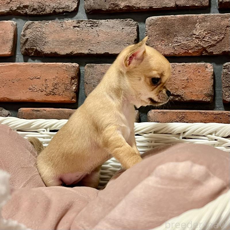 販売中の徳島県のチワワ(スムースコート)-441252の9枚目