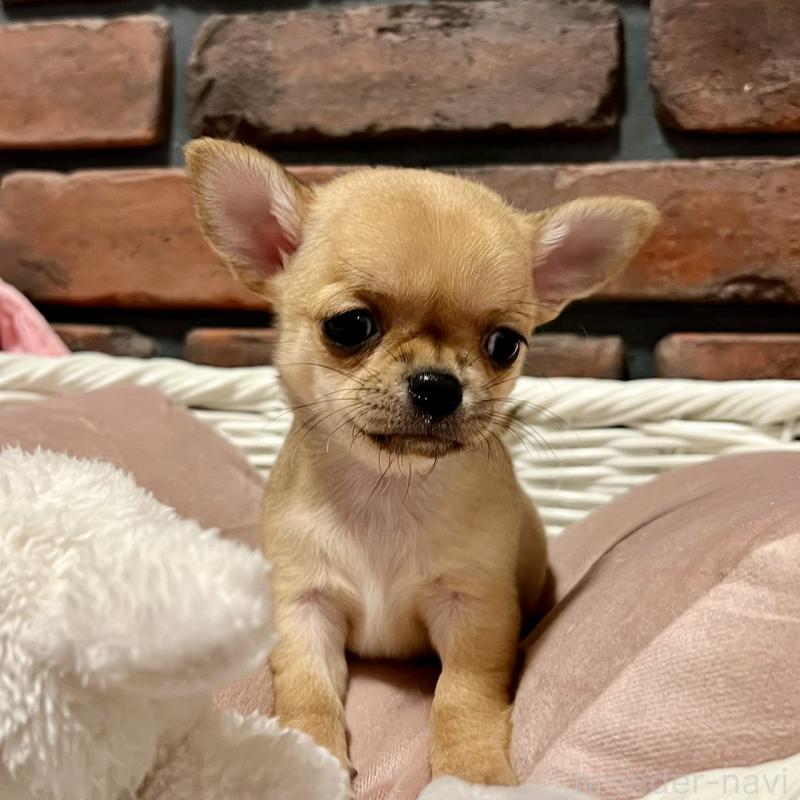 販売中の徳島県のチワワ(スムースコート)-441252の8枚目