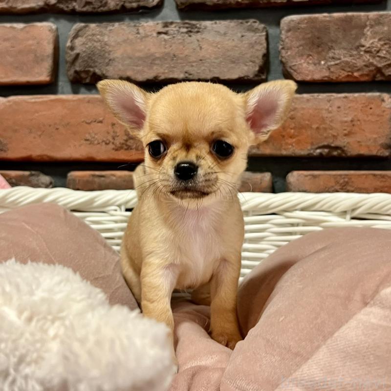 販売中の徳島県のチワワ(スムースコート)-441252の6枚目