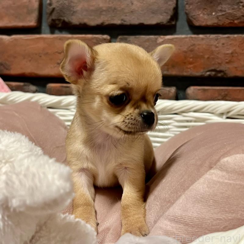 販売中の徳島県のチワワ(スムースコート)-441252の5枚目