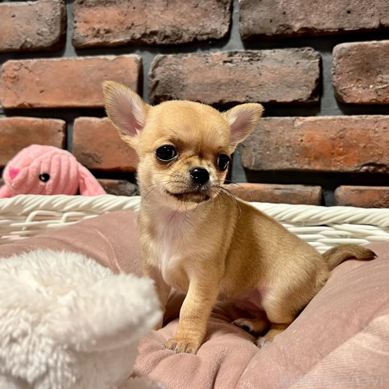 販売中の徳島県のチワワ(スムースコート)-441252の4枚目