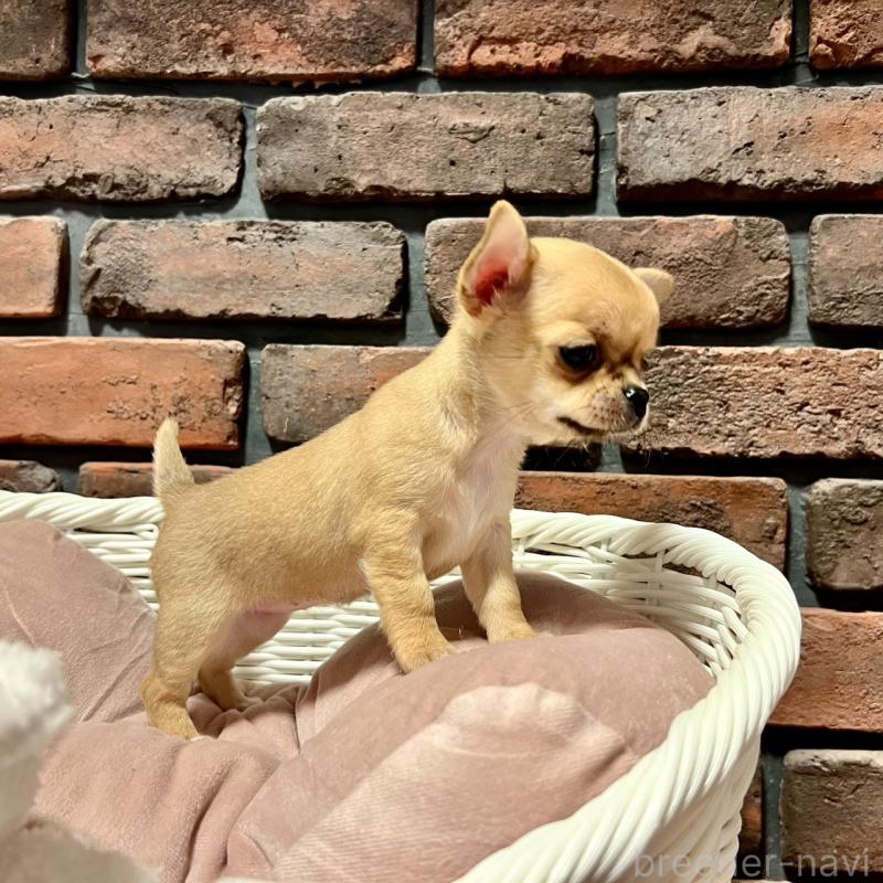 販売中の徳島県のチワワ(スムースコート)-441252の3枚目