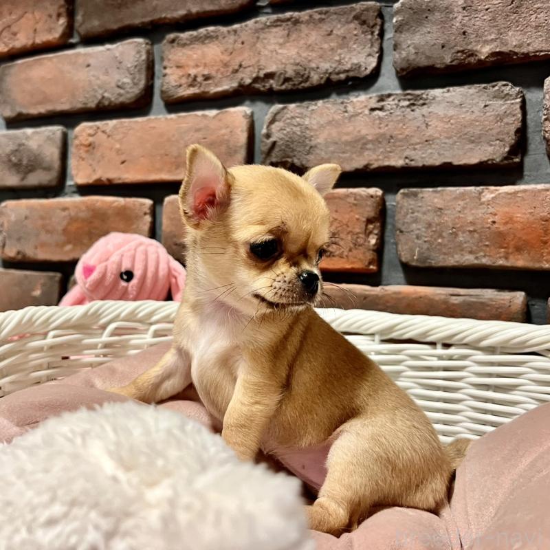 販売中の徳島県のチワワ(スムースコート)-441252の2枚目