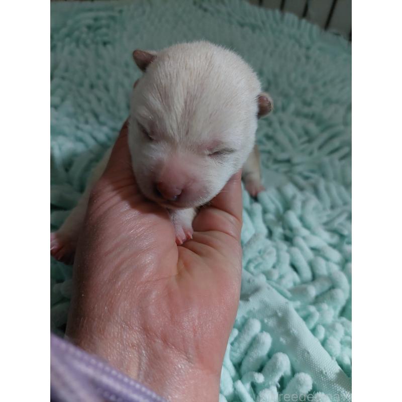 販売中の高知県の豆柴-439773の6枚目