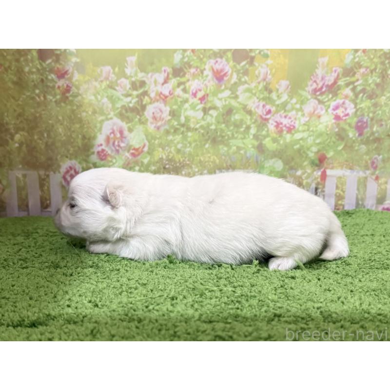 販売中の埼玉県のミックス犬-441253の3枚目