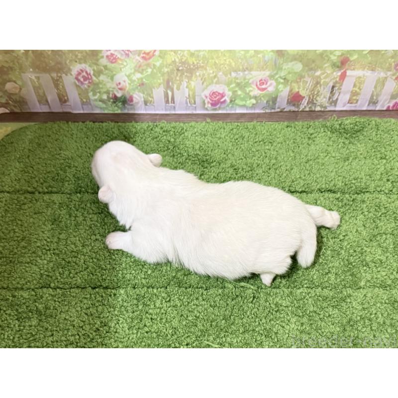 販売中の埼玉県のミックス犬-441253の2枚目