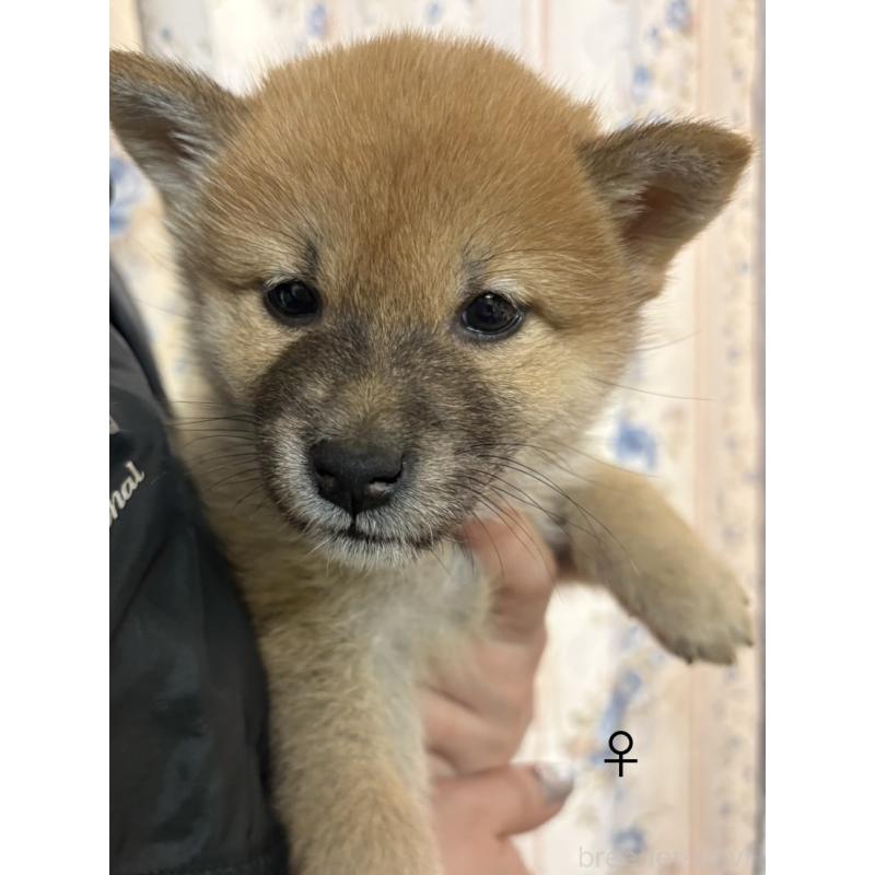 販売中の愛知県の柴犬-436031