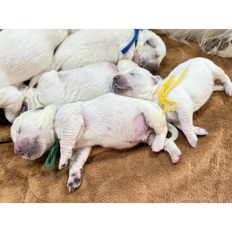 販売中の兵庫県のゴールデンレトリーバー-441257の4枚目