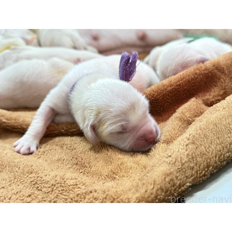 販売中の兵庫県のゴールデンレトリーバー-441257の3枚目