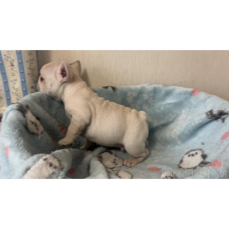 販売中の岡山県のフレンチブルドッグ-434755の11枚目