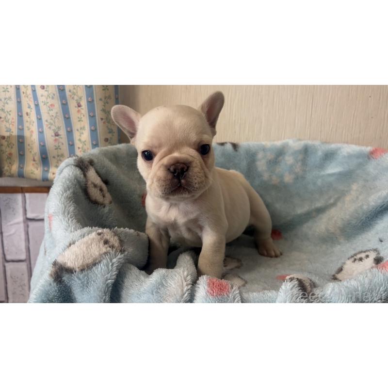 販売中の岡山県のフレンチブルドッグ-434755の10枚目