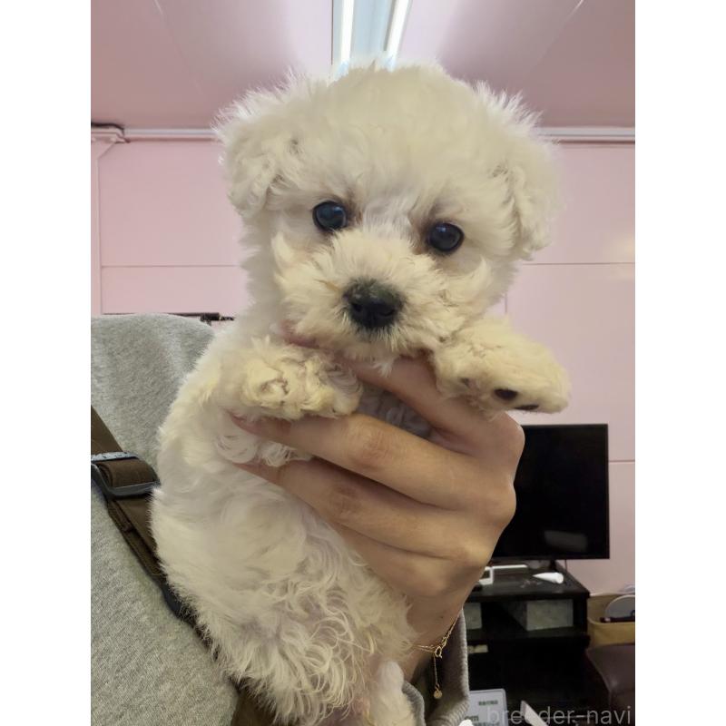 販売中の滋賀県のビションフリーゼ-440915の3枚目