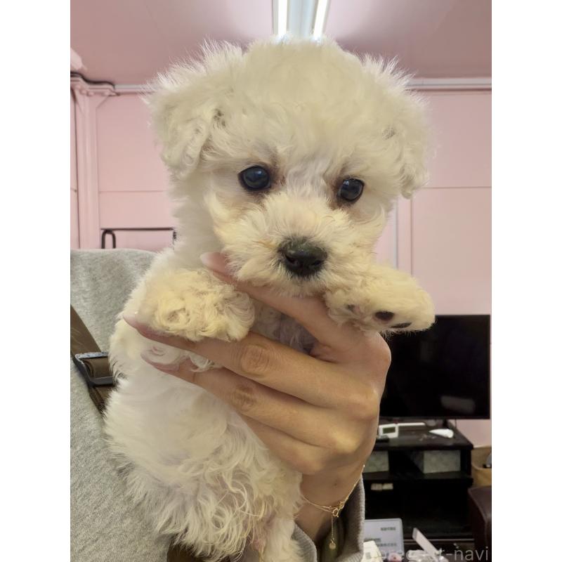 販売中の滋賀県のビションフリーゼ-440915の2枚目