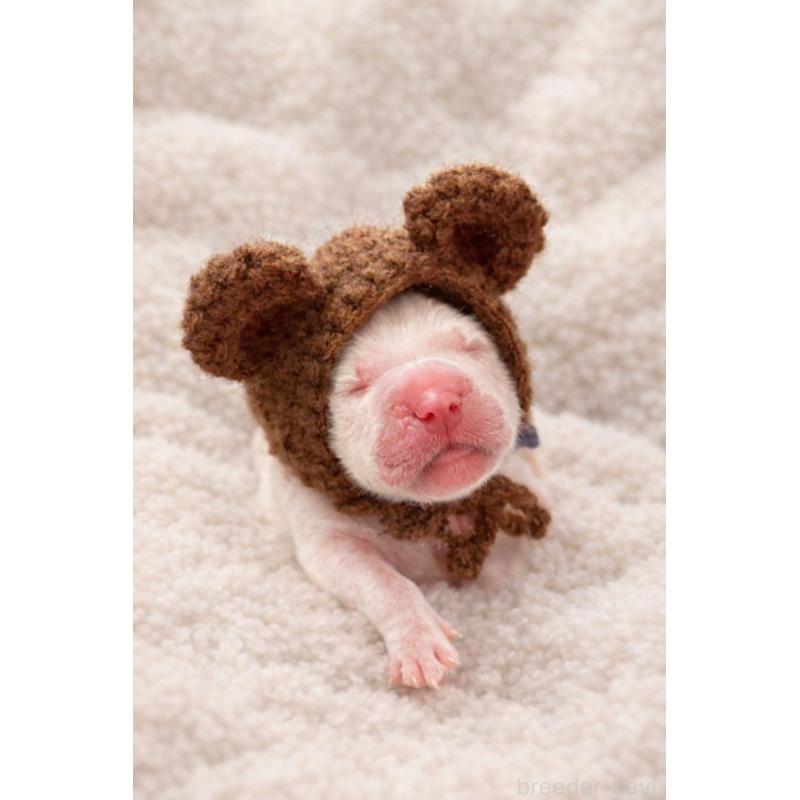 販売中の兵庫県のゴールデンレトリーバー-441257の2枚目