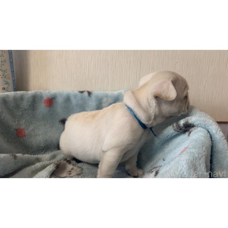 販売中の岡山県のフレンチブルドッグ-434752の4枚目