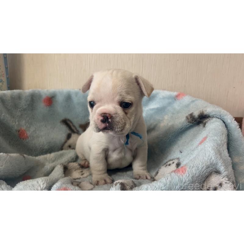 販売中の岡山県のフレンチブルドッグ-434752の3枚目