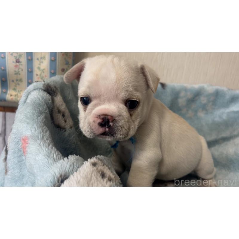 販売中の岡山県のフレンチブルドッグ-434752の2枚目