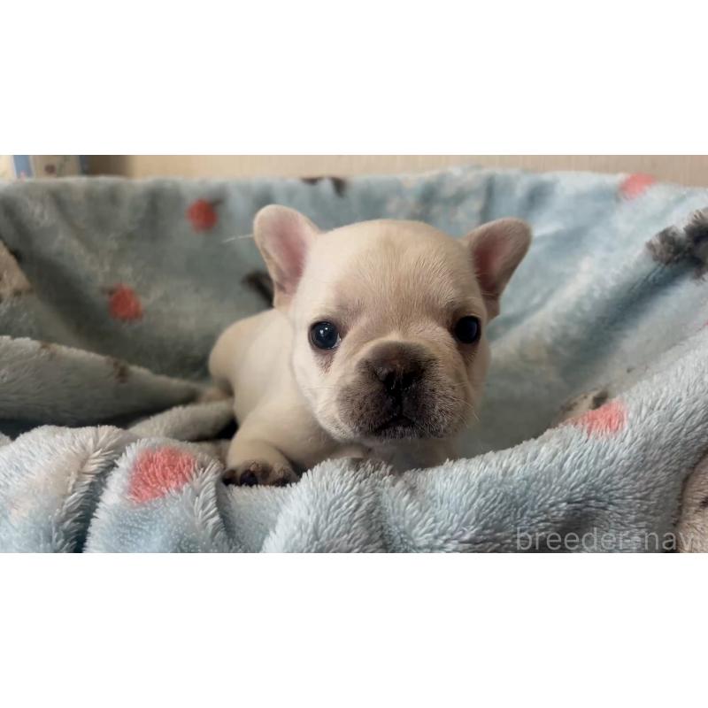 販売中の岡山県のフレンチブルドッグ-434753の3枚目