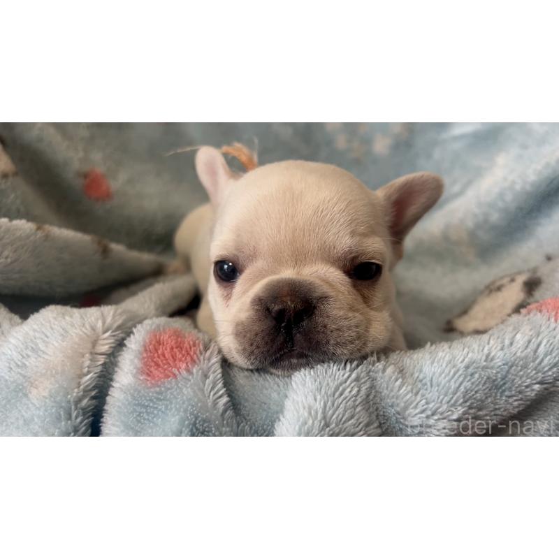 販売中の岡山県のフレンチブルドッグ-434753の2枚目