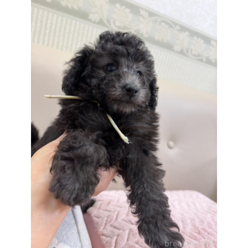 販売中の神奈川県のタイニープードル-441255の5枚目