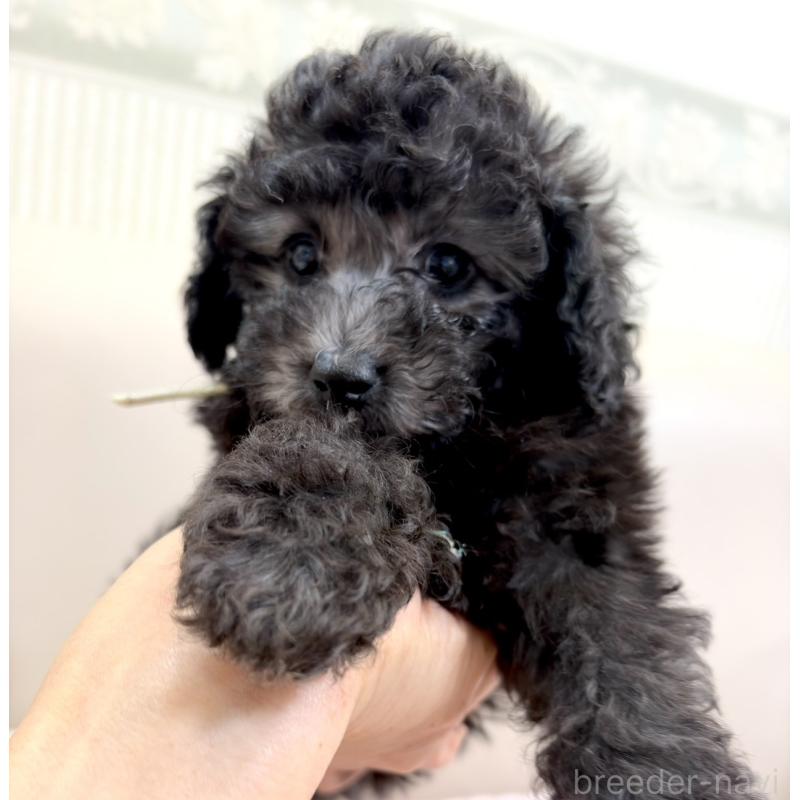 販売中の神奈川県のタイニープードル-441255の4枚目