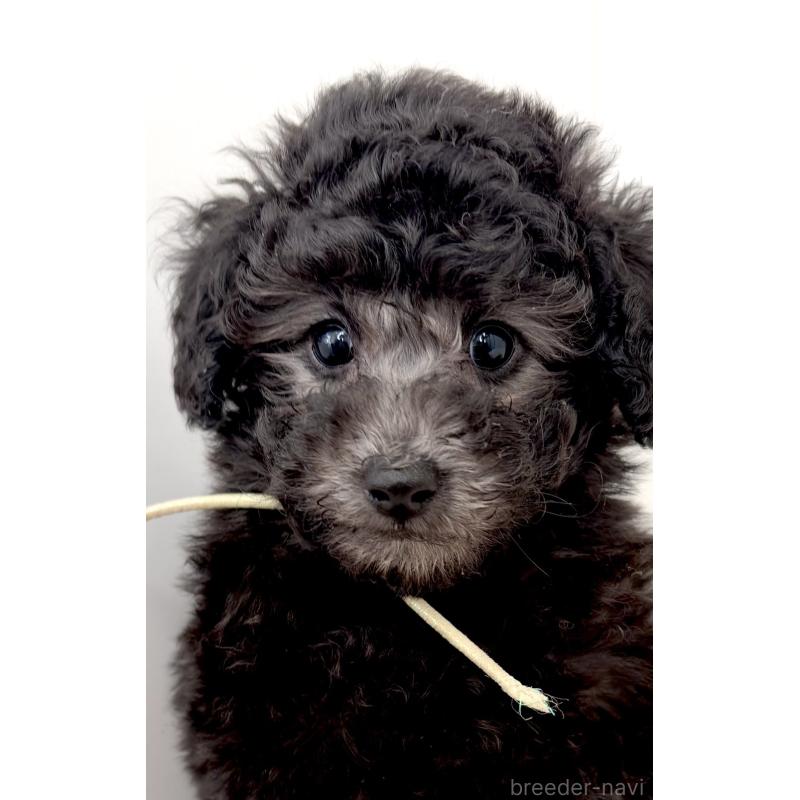販売中の神奈川県のタイニープードル-441255の1枚目