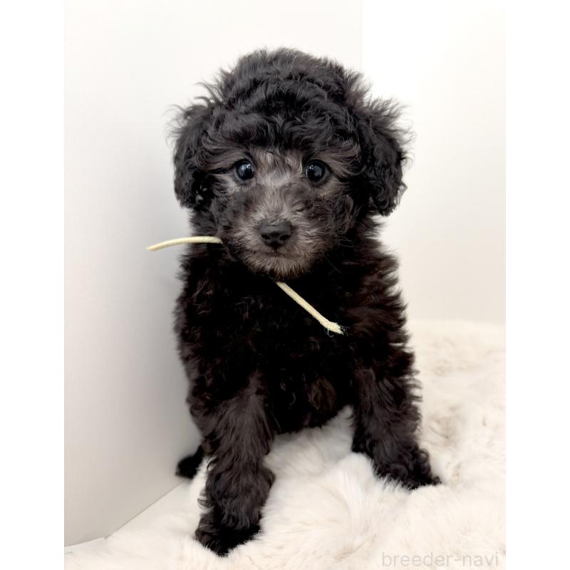 販売中の神奈川県のタイニープードル-441255の2枚目