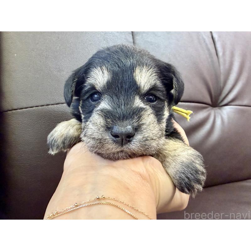 成約済の滋賀県のミニチュアシュナウザー-439496の4枚目