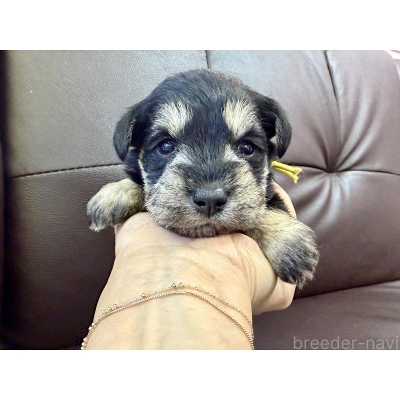 成約済の滋賀県のミニチュアシュナウザー-439496の3枚目