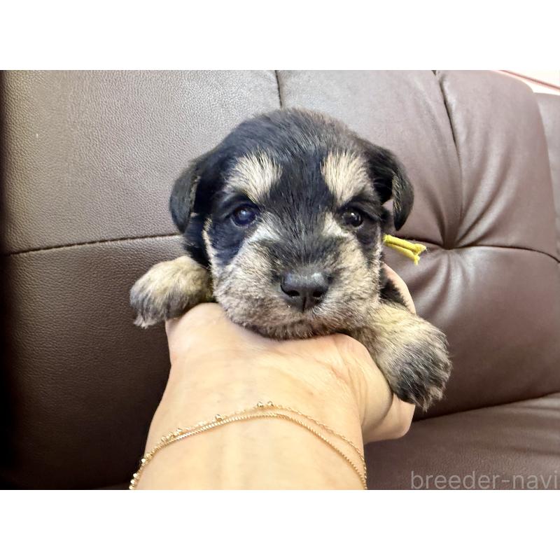 成約済の滋賀県のミニチュアシュナウザー-439496の2枚目