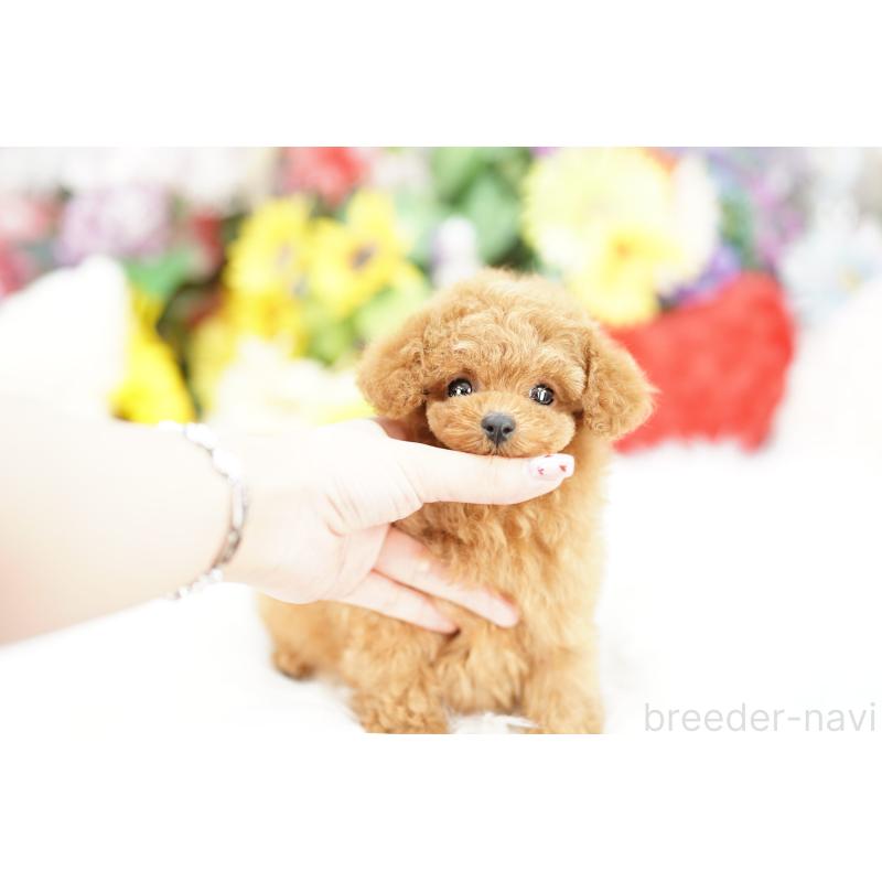 販売中の埼玉県のトイプードル-441256の5枚目