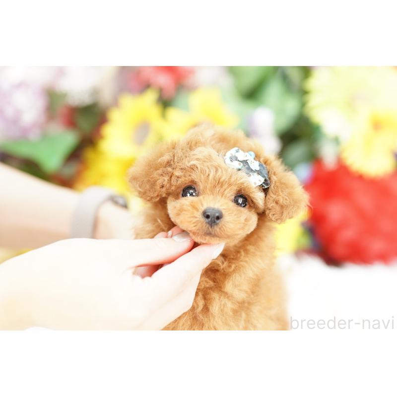 販売中の埼玉県のトイプードル-441256の4枚目