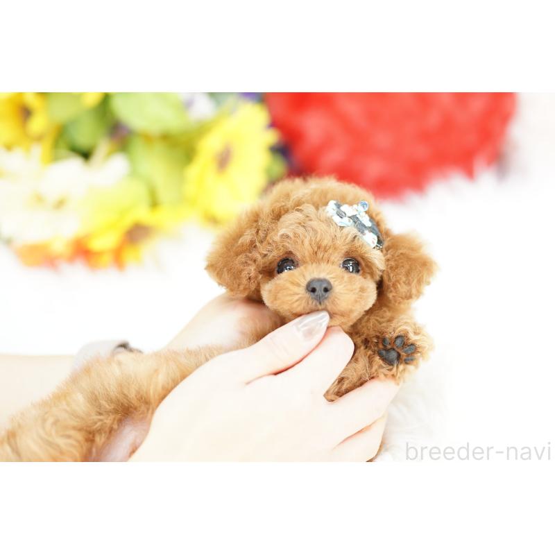 販売中の埼玉県のトイプードル-441256の3枚目