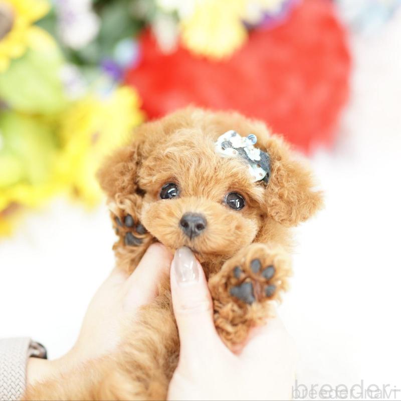 販売中の埼玉県のトイプードル-441256