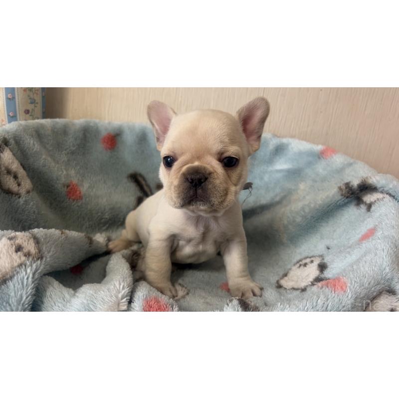 販売中の岡山県のフレンチブルドッグ-434754の11枚目