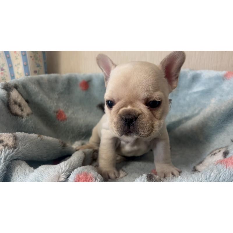 販売中の岡山県のフレンチブルドッグ-434754の10枚目