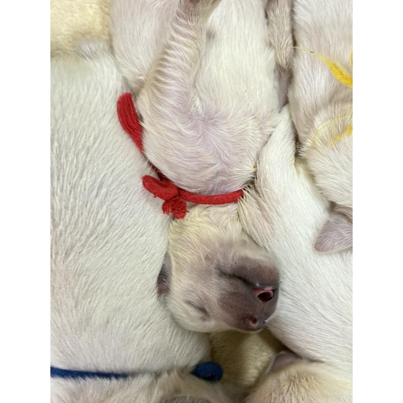 販売中の兵庫県のゴールデンレトリーバー-441258の6枚目