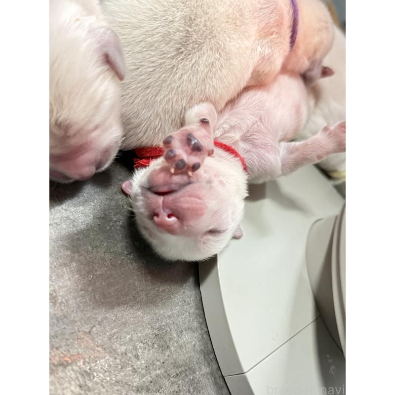 販売中の兵庫県のゴールデンレトリーバー-441258の5枚目