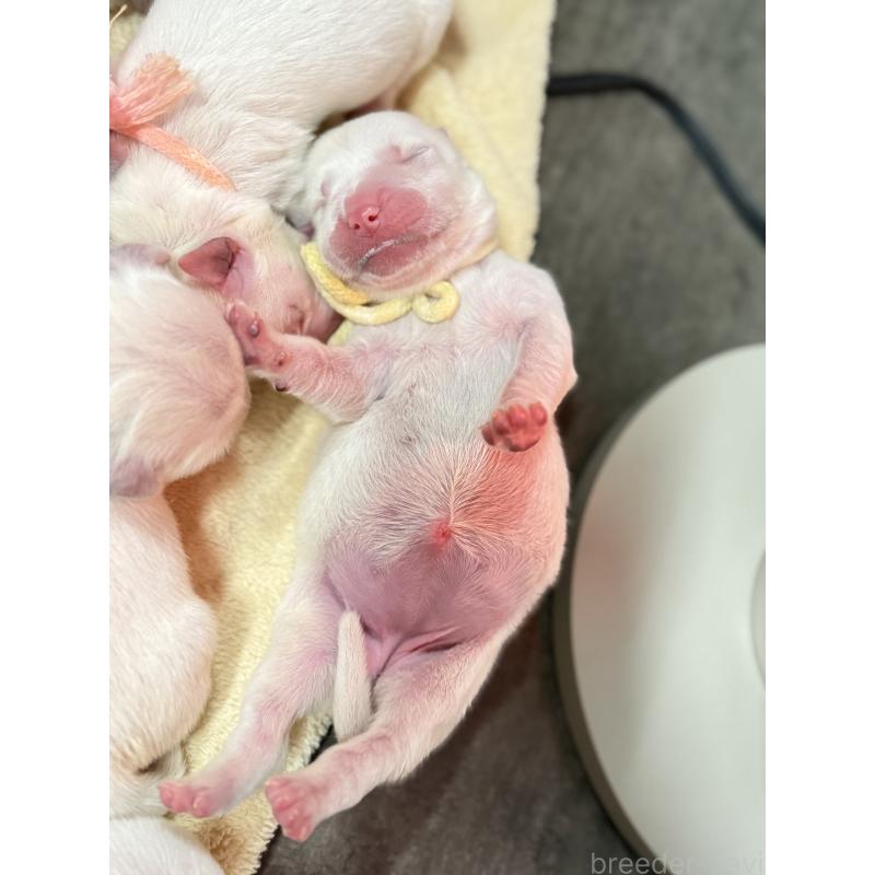 販売中の兵庫県のゴールデンレトリーバー-441258の4枚目