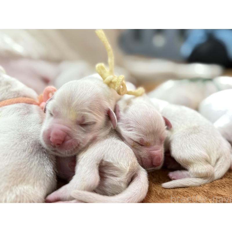 販売中の兵庫県のゴールデンレトリーバー-441258の3枚目