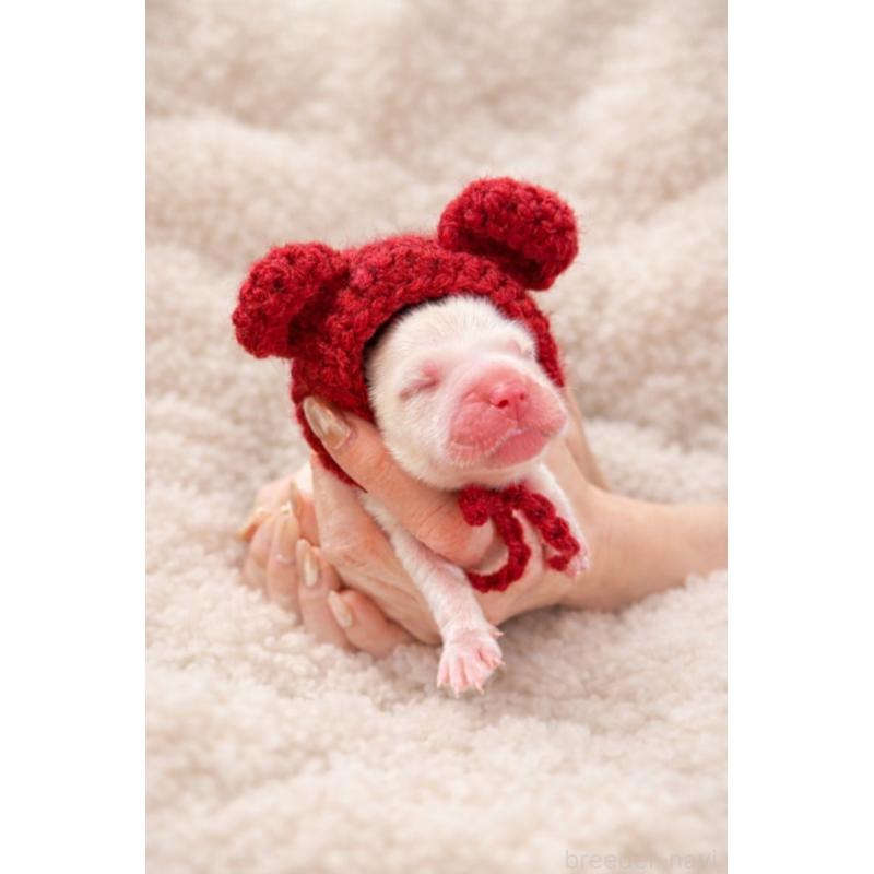 販売中の兵庫県のゴールデンレトリーバー-441258の2枚目