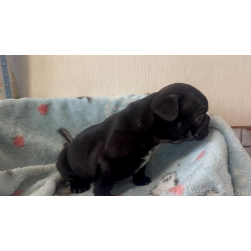 販売中の岡山県のフレンチブルドッグ-431018の3枚目