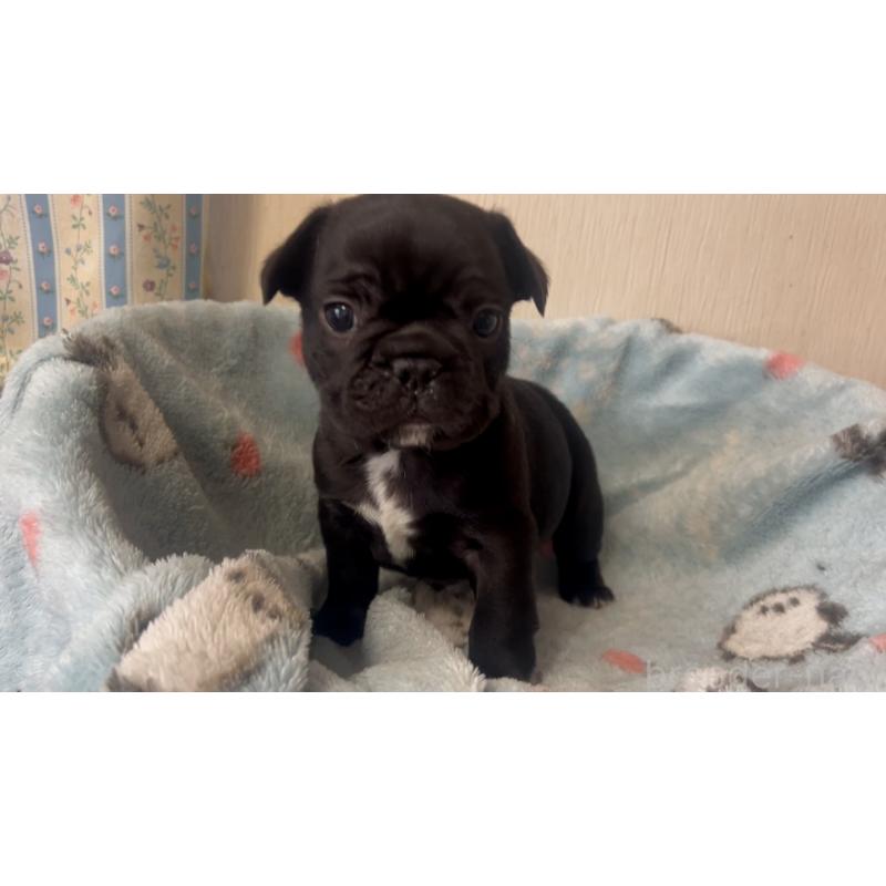 販売中の岡山県のフレンチブルドッグ-431018の2枚目