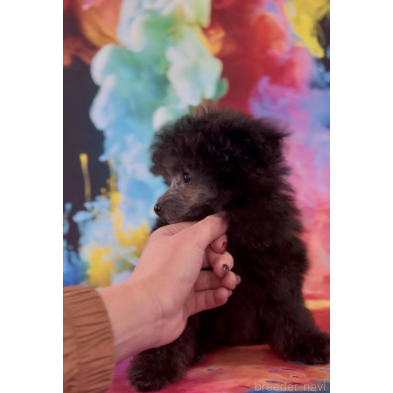 販売中の青森県のトイプードル-435072の2枚目