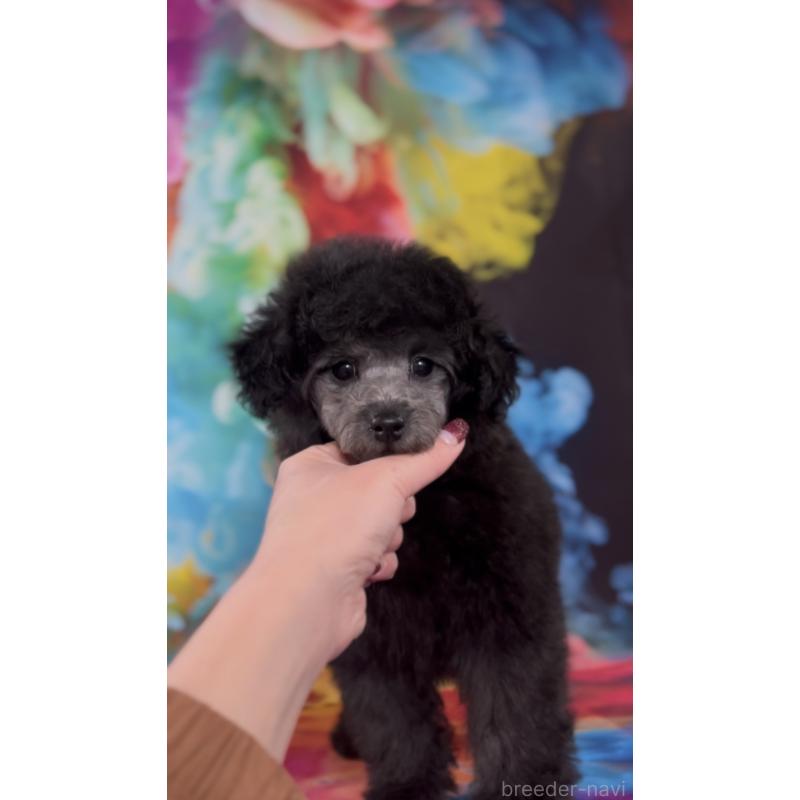 販売中の青森県のトイプードル-435070の2枚目