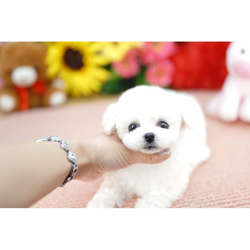 販売中の埼玉県のビションフリーゼ-441260の4枚目