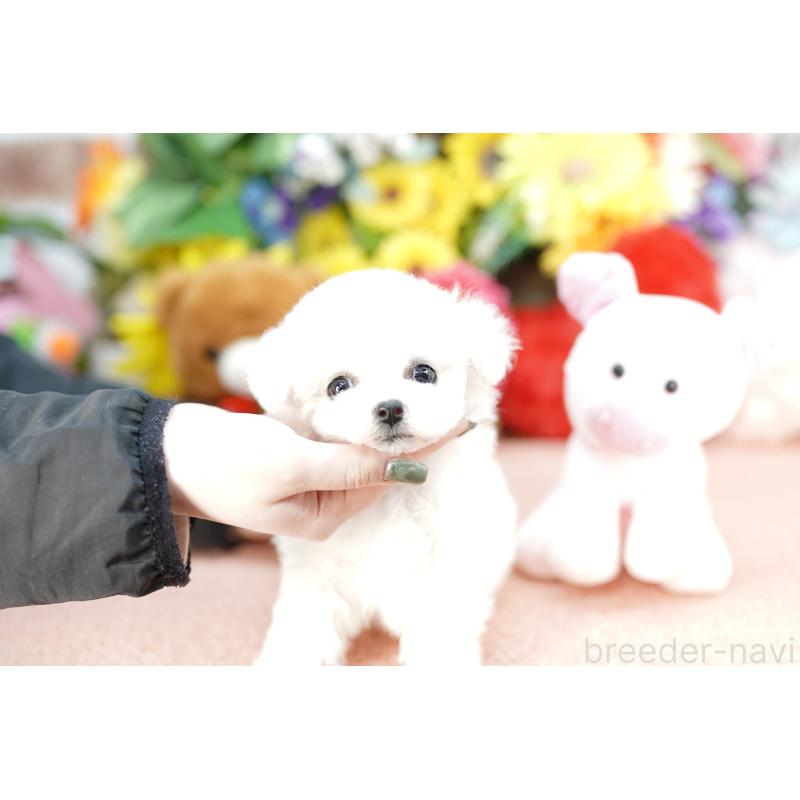 販売中の埼玉県のビションフリーゼ-441260の2枚目