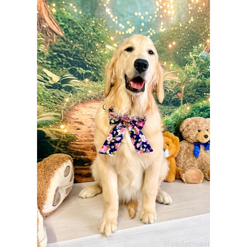 成約済の静岡県のゴールデンレトリーバー-441262の4枚目