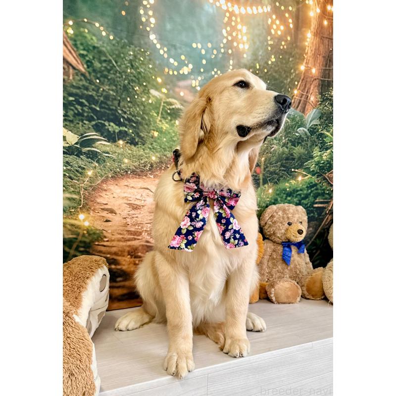 成約済の静岡県のゴールデンレトリーバー-441262の3枚目